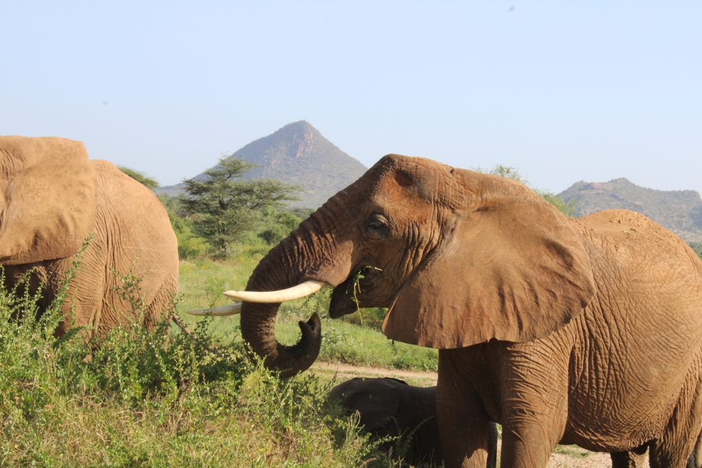 ambosel-National-Park