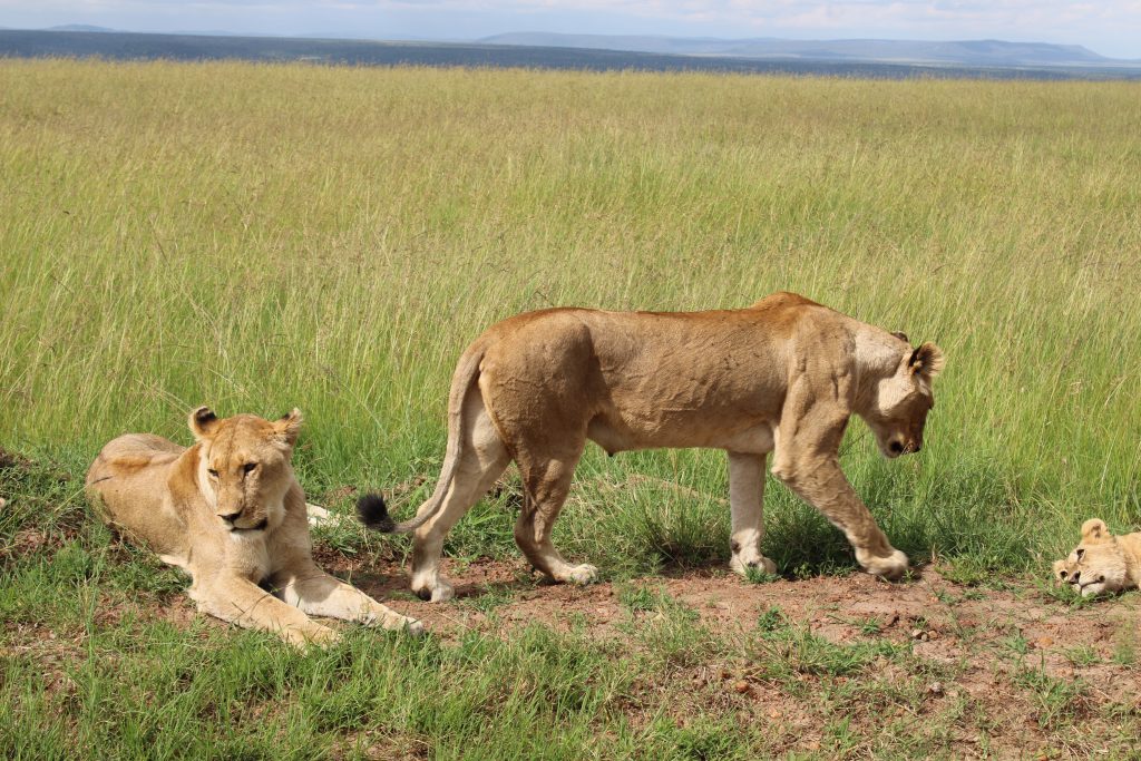 masai-mara